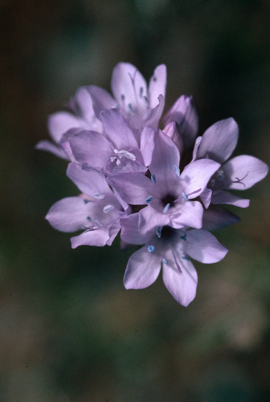 Gilia capitata, Antelope Valley