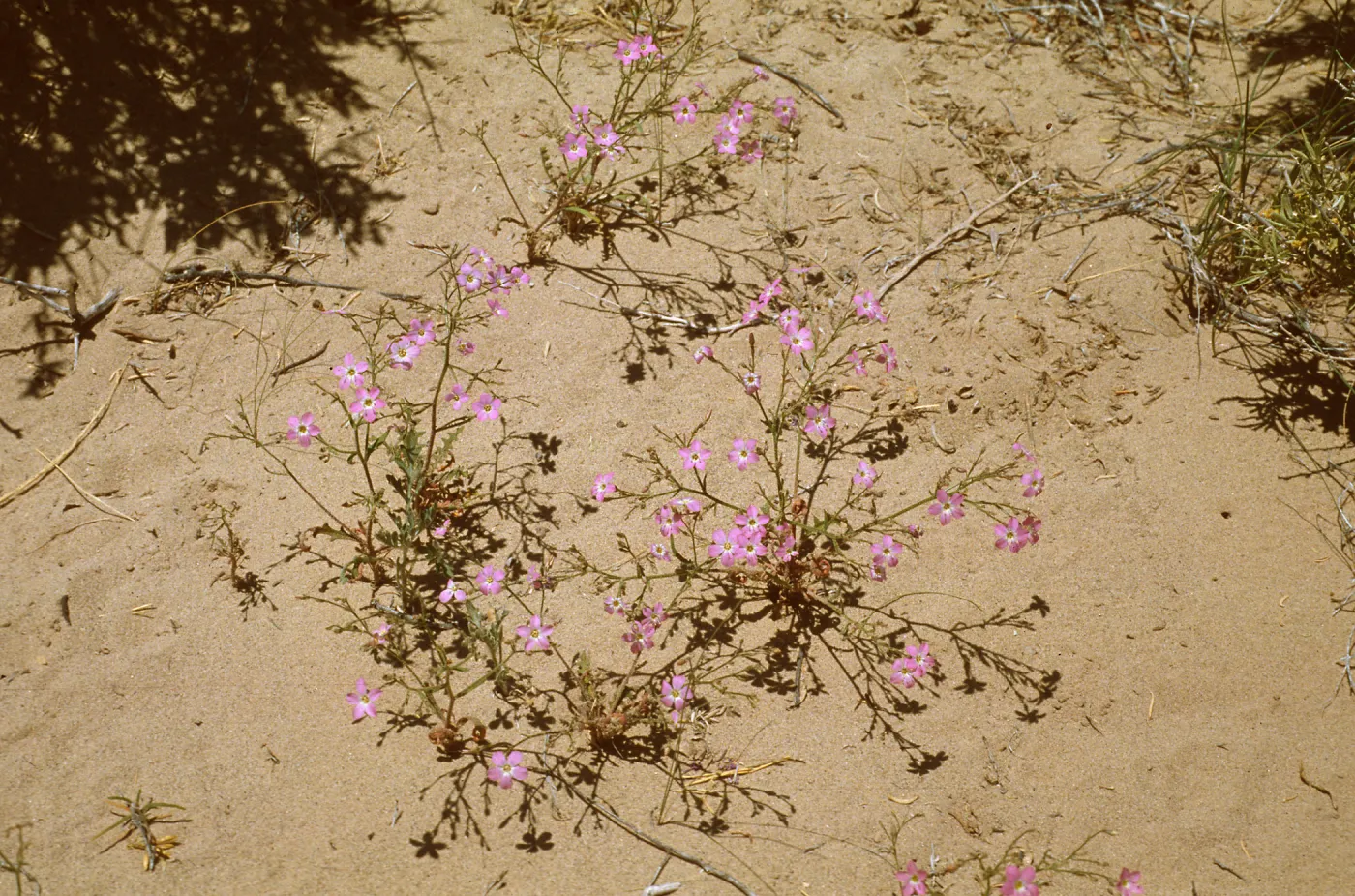 Gilia heterostyla, near Currant, Nevada