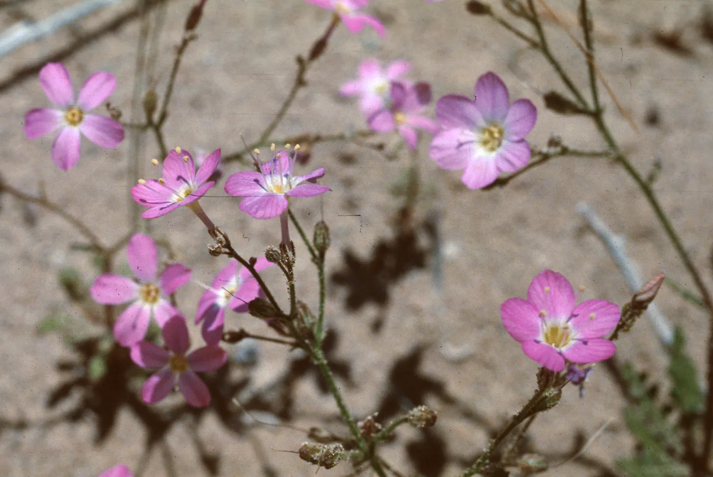 Gilia heterostyla, Currant, Nevada
