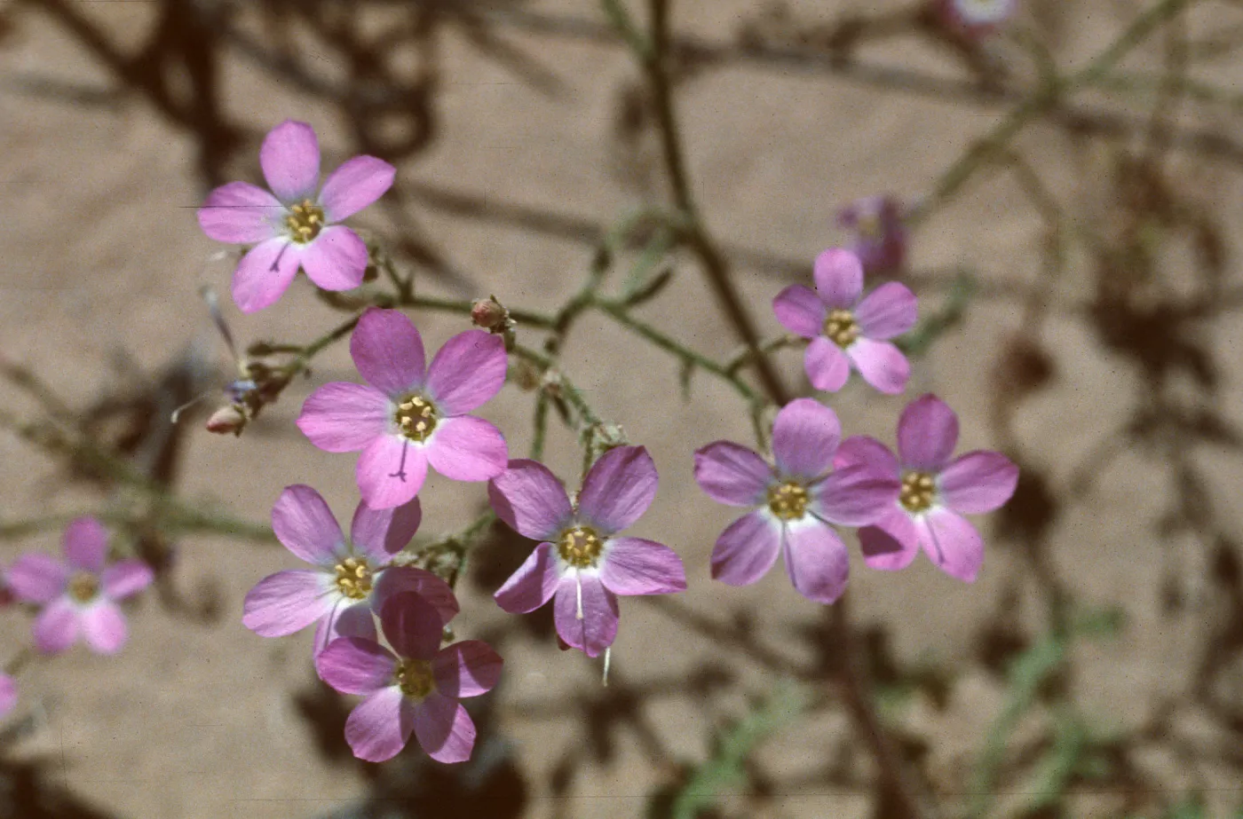 Gilia heterostyla, Currant, Nevada