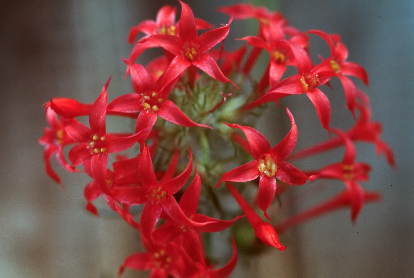 Ipomopsis aggregata ssp. aggregata