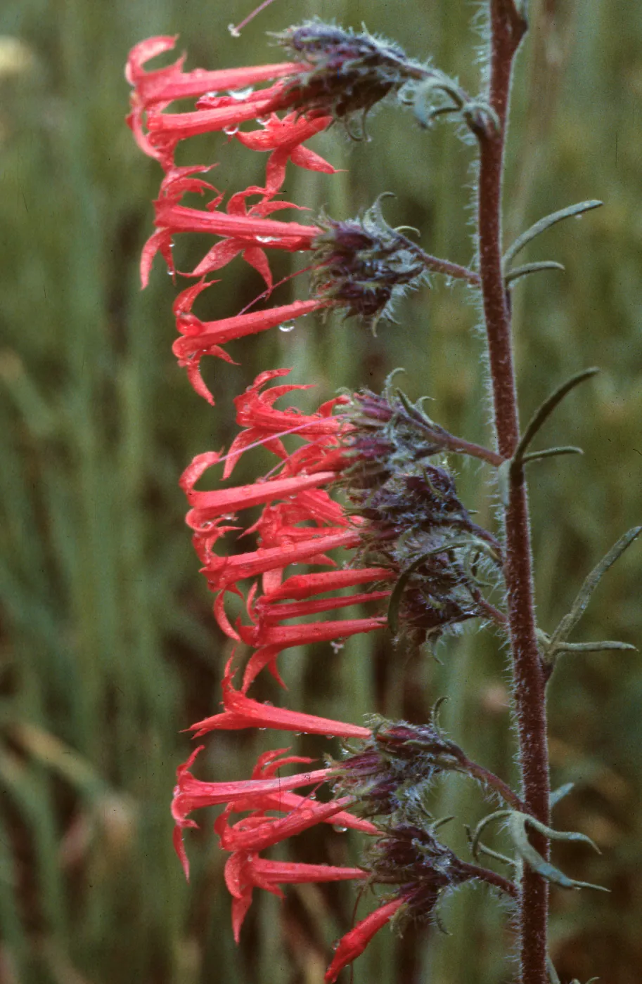 Ipomopsis aggregata ssp. aggregata