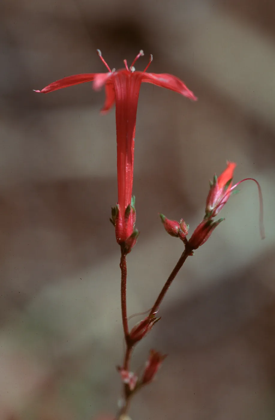 Ipomopsis aggregata bridgesii, Kern Plateau