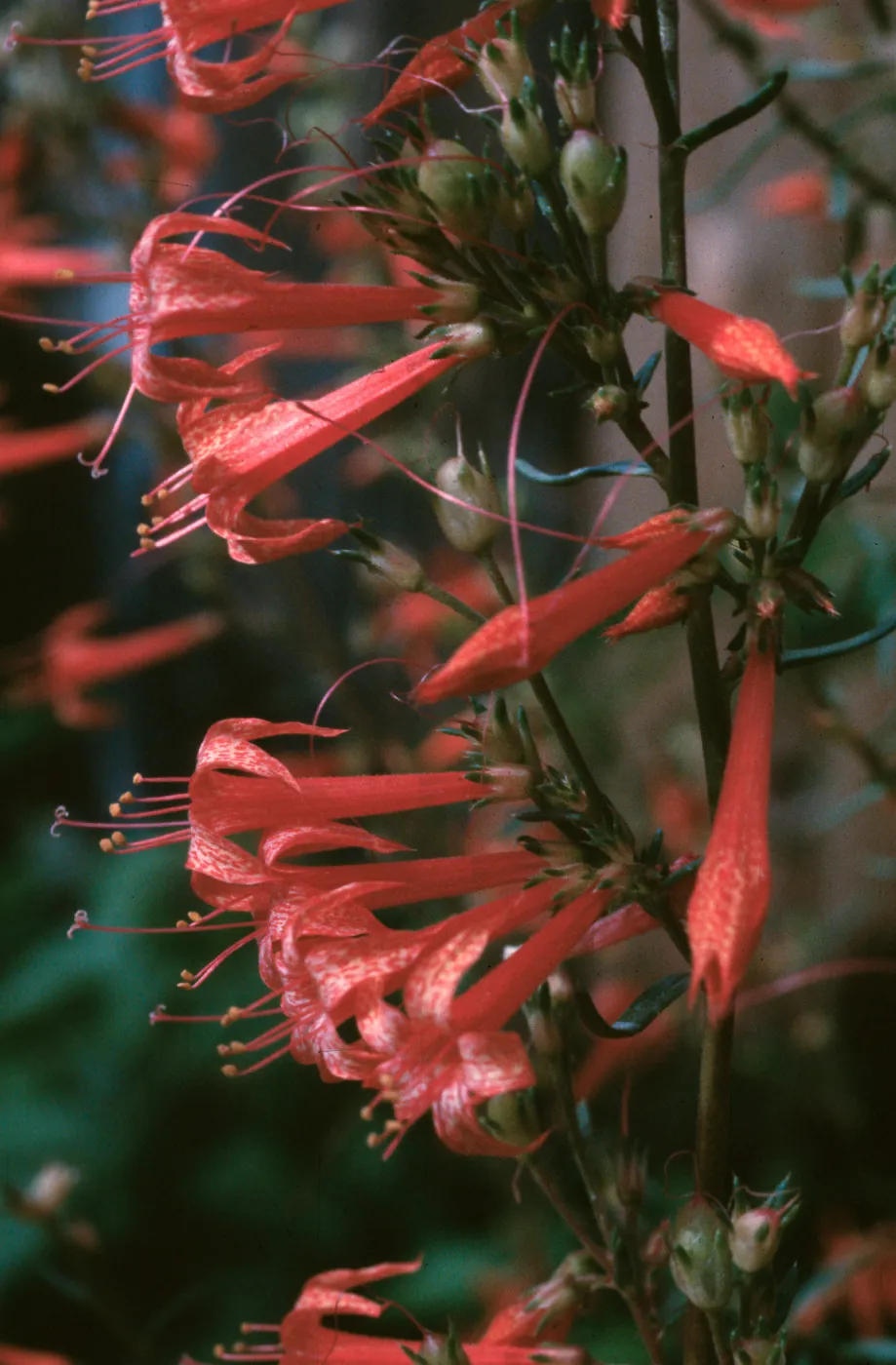 Ipomopsis aggregata formosissima, Coconemo County, Colorado
