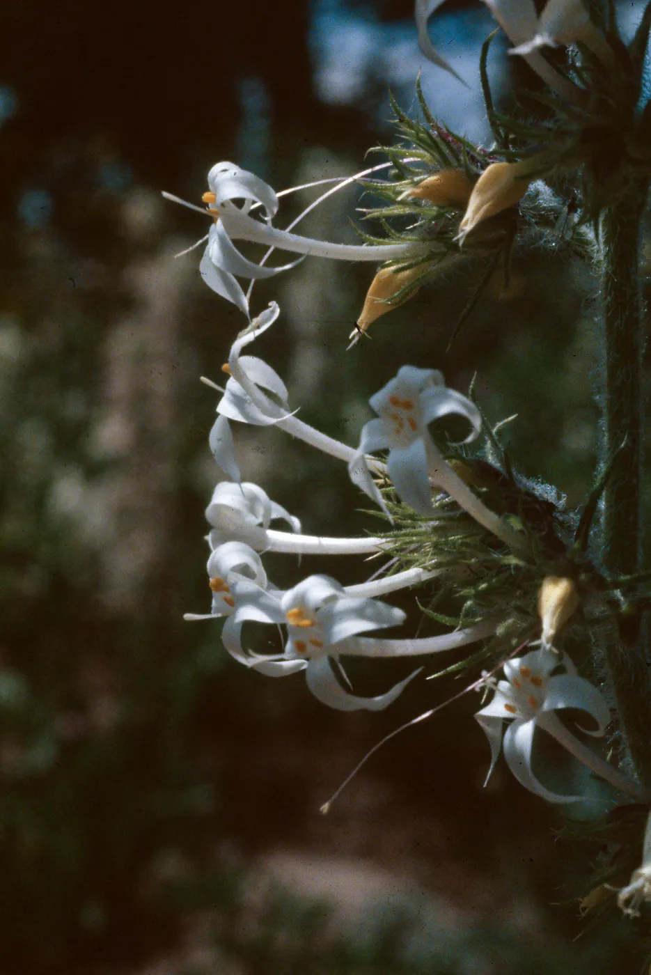 Ipomopsis aggregata weberi, Rabbit Ears Pass, Jackson County, Colorado