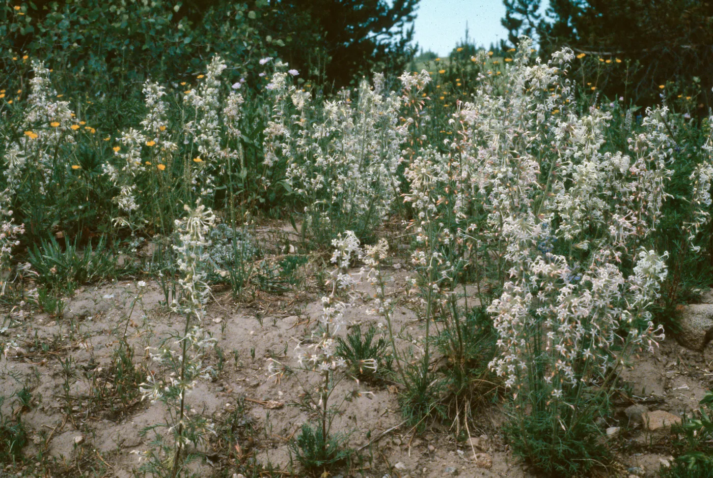 Ipomopsis aggregata weberi, Dumont Lake, Rabbit Ears Pass, Jackson County, Colorado