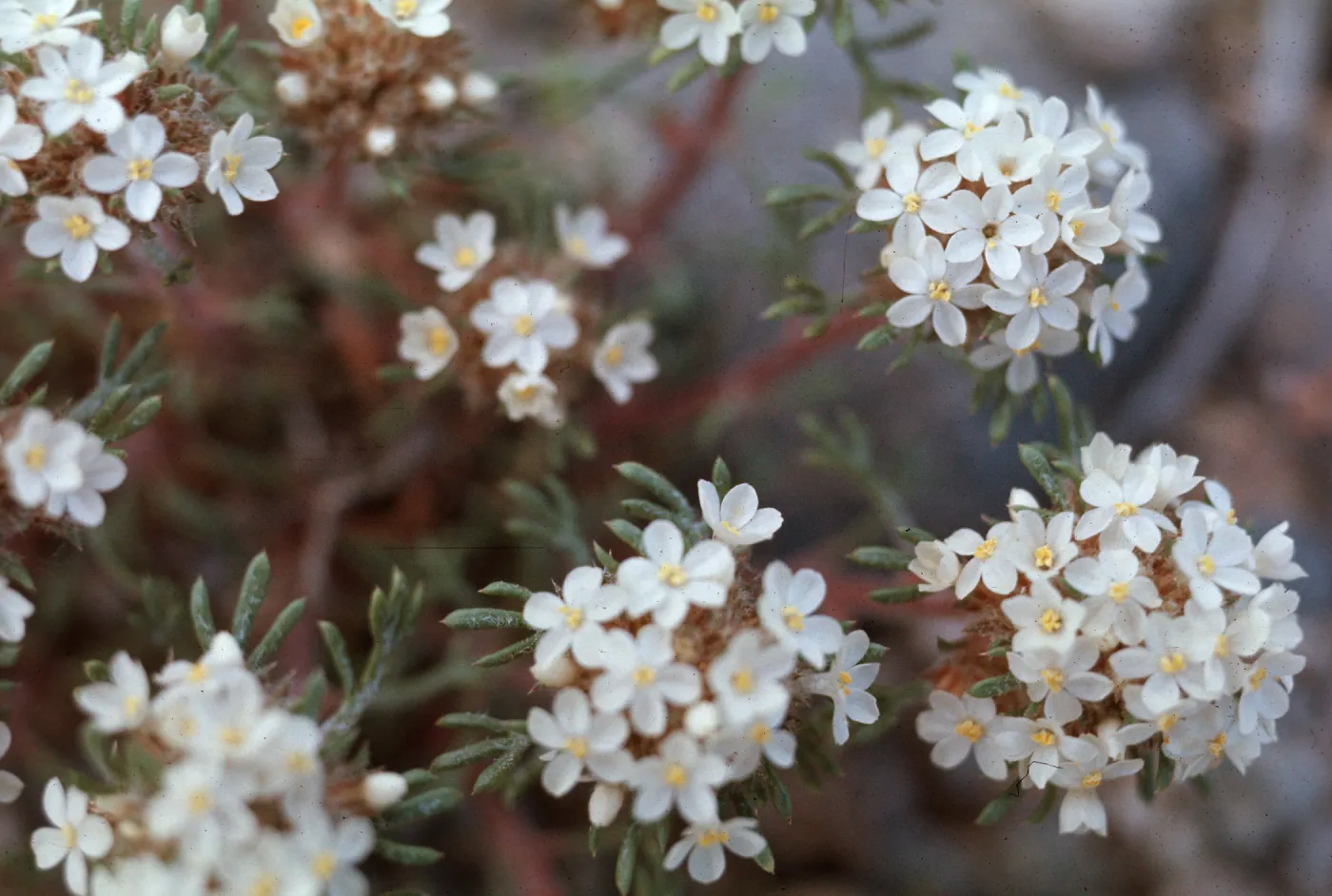 Ipomopsis congesta, Sacramento Pass, White Pine County, Nevada