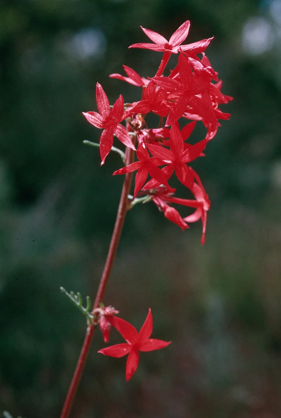 Ipomopsis arizonica, Flagstaff, Coconinio County, Arizona