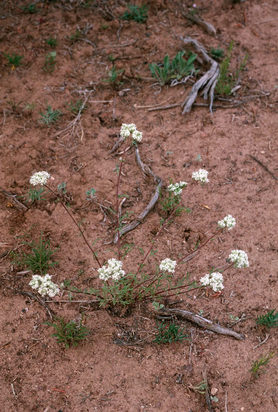 Ipomopsis congesta, Sacramento Pass, White Pine County, Nevada