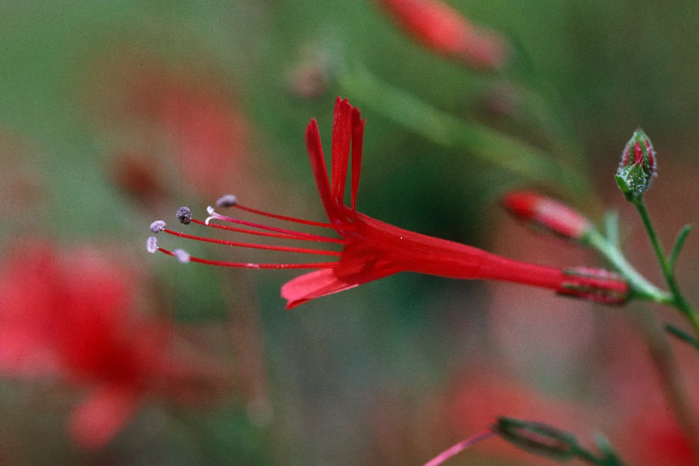 Ipomopsis tenuifolia, near Campo