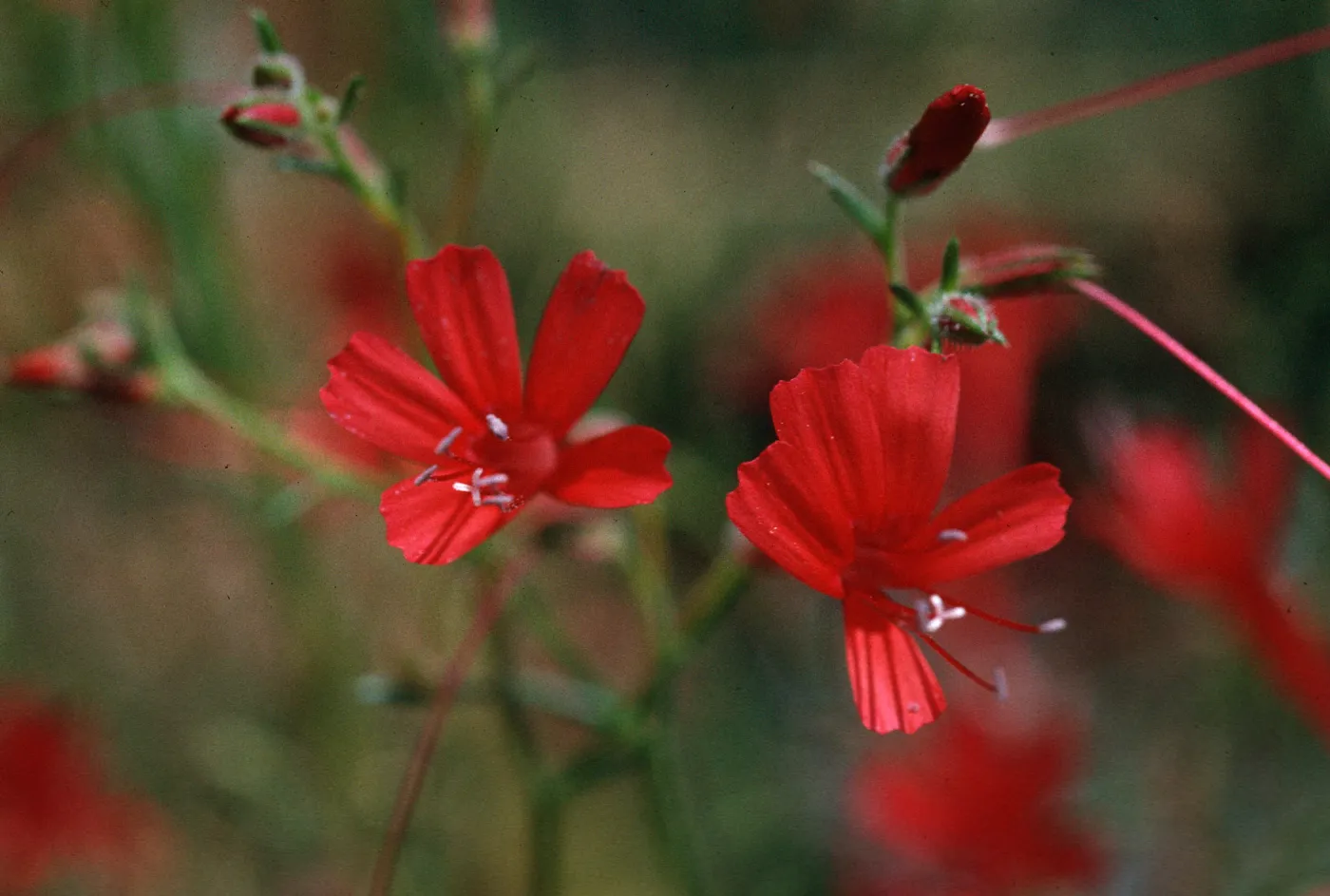 Ipomopsis tenuifolia, near Campo