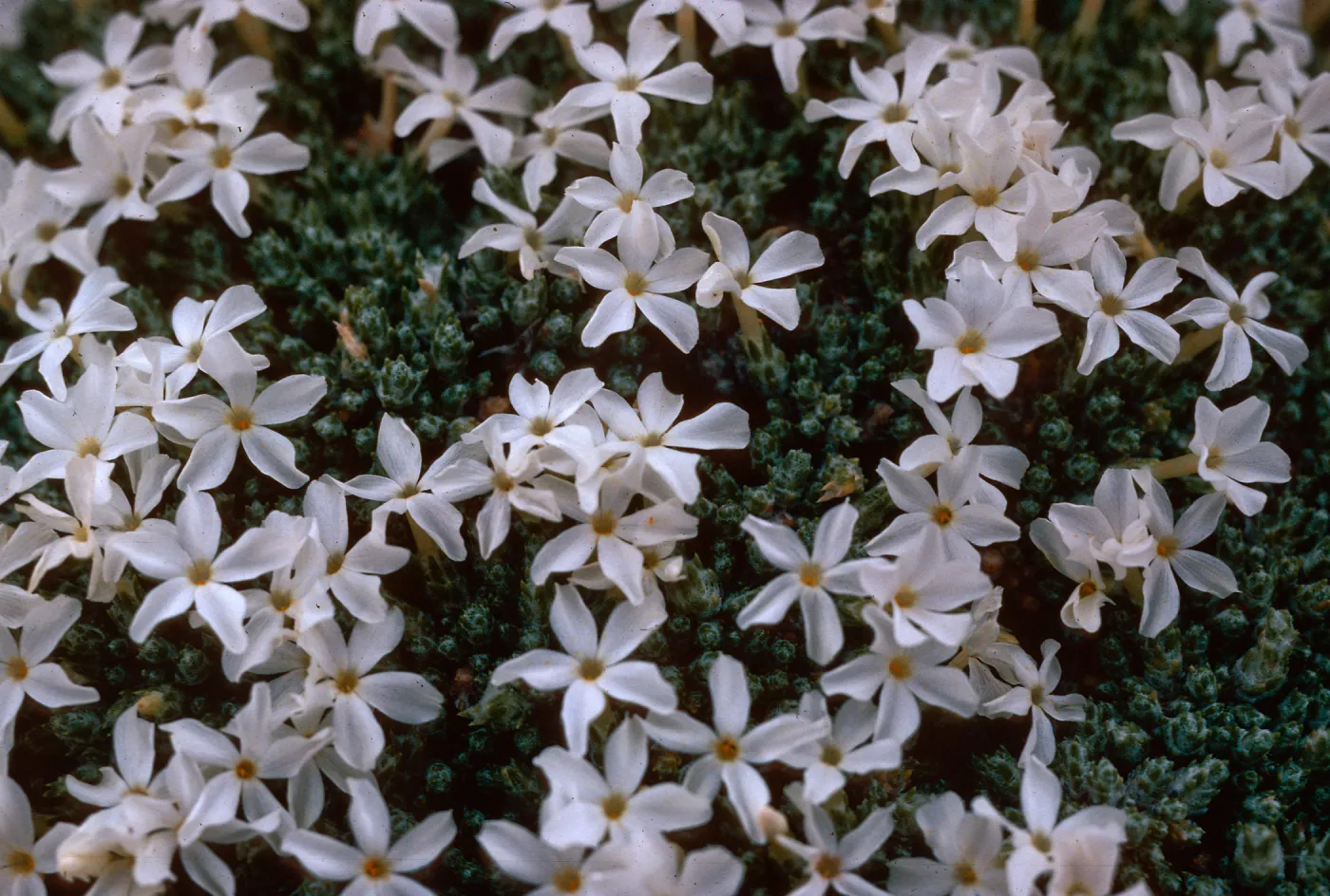 Phlox muscoides, North Park, Jackson County, Colorado