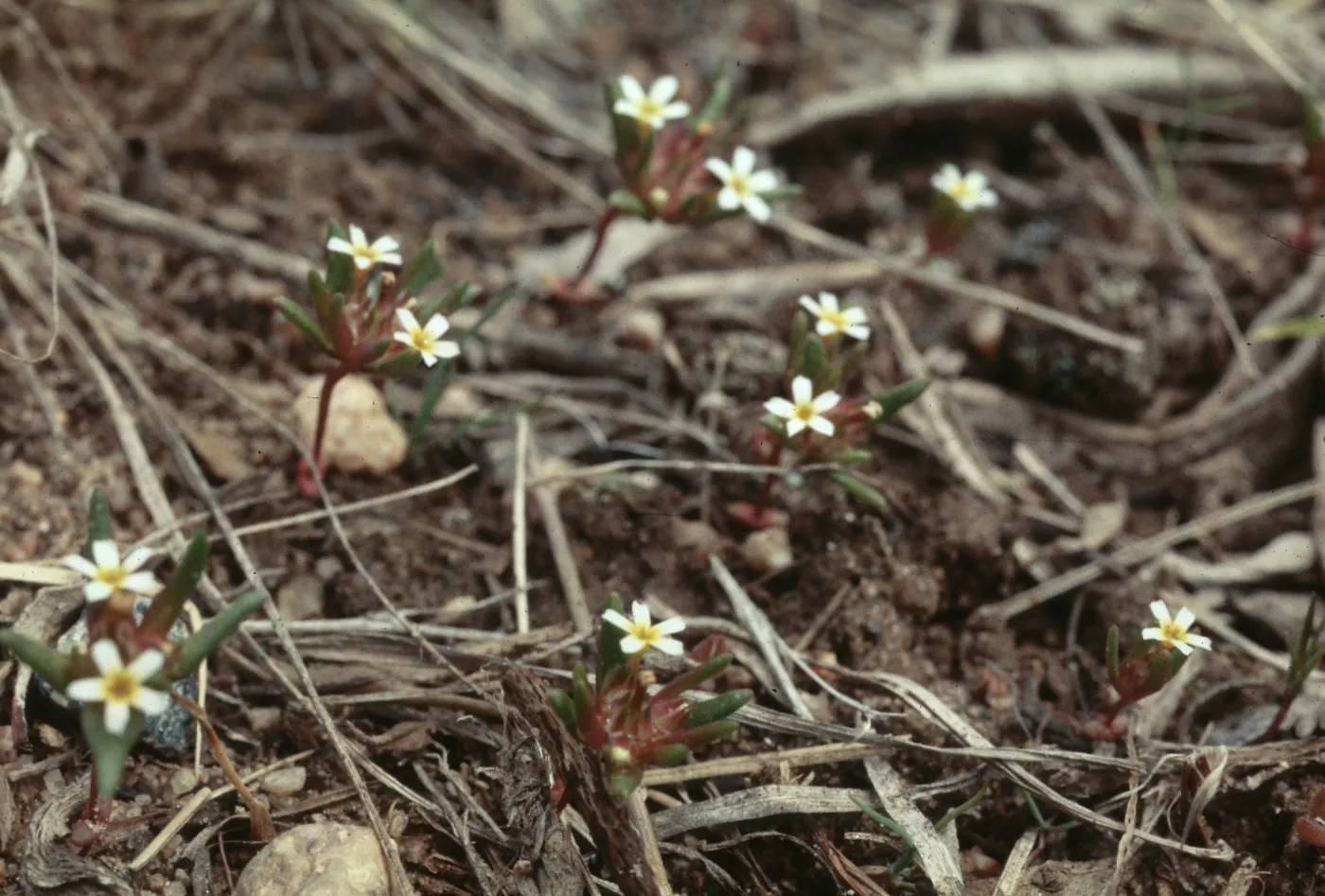 Gymnosteris parvuta, road to Bodie
