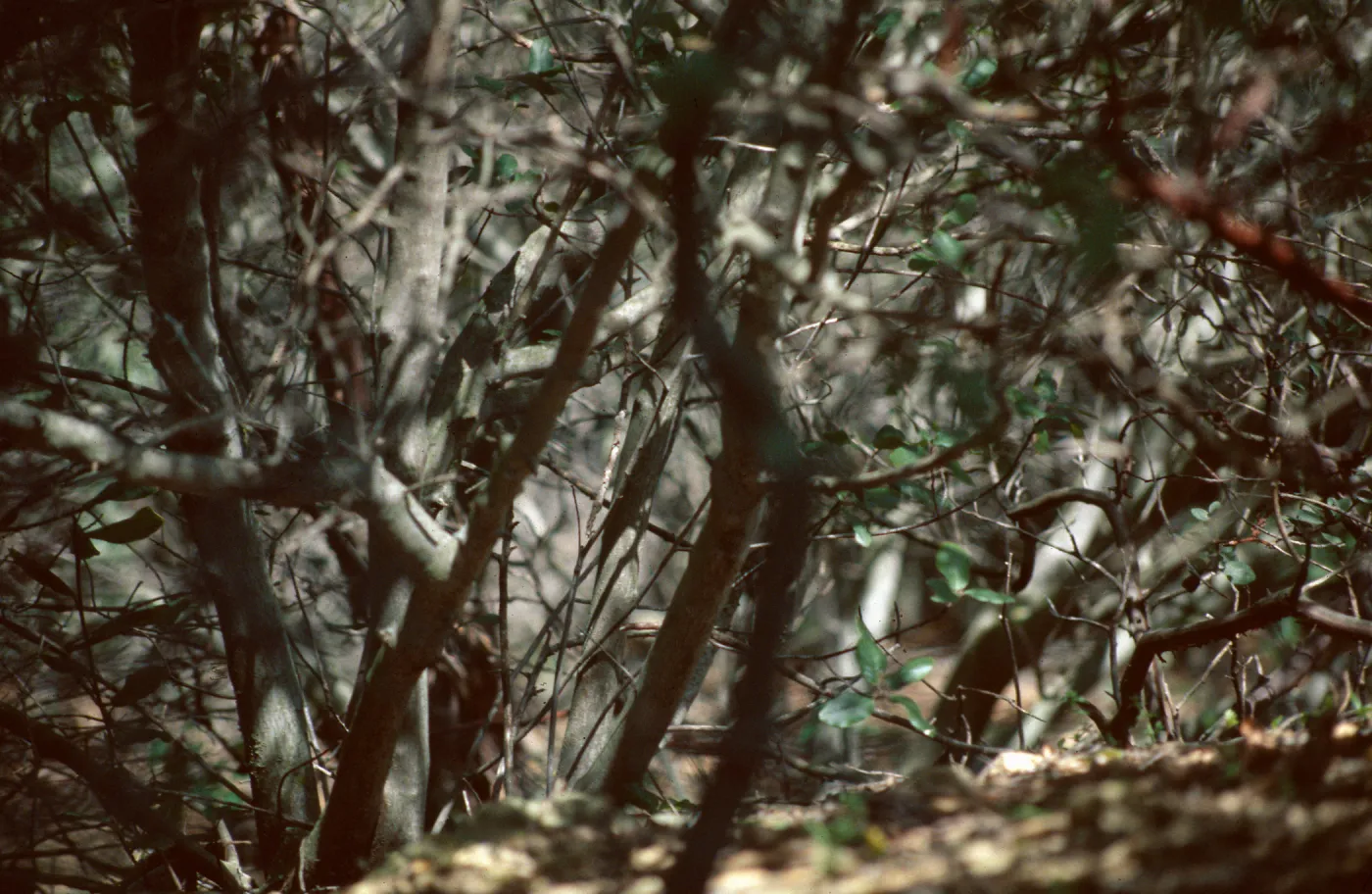 Chaparral, Arguello Road, VAFB