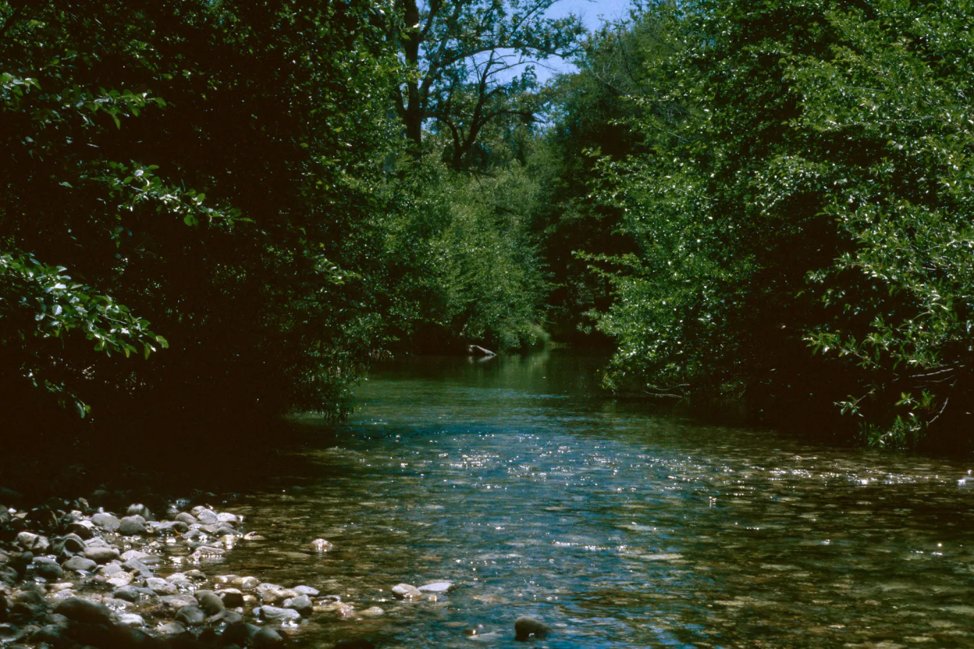 Nacimiento River near San Miguel Creek, Ft. Hunter-Liggett