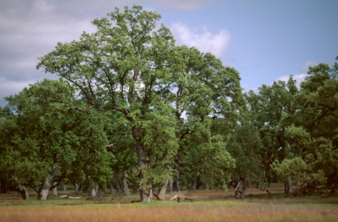 Big Oak Flat, Ft. Hunter-Liggett