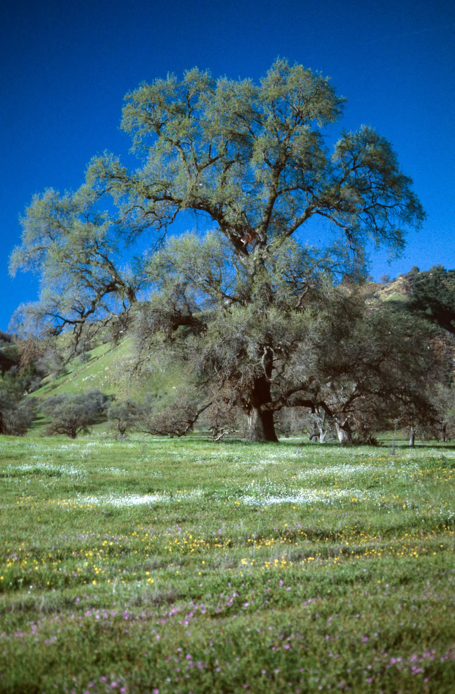 Quercus lobata + vernal pools, Ft. Hunter-Liggett
