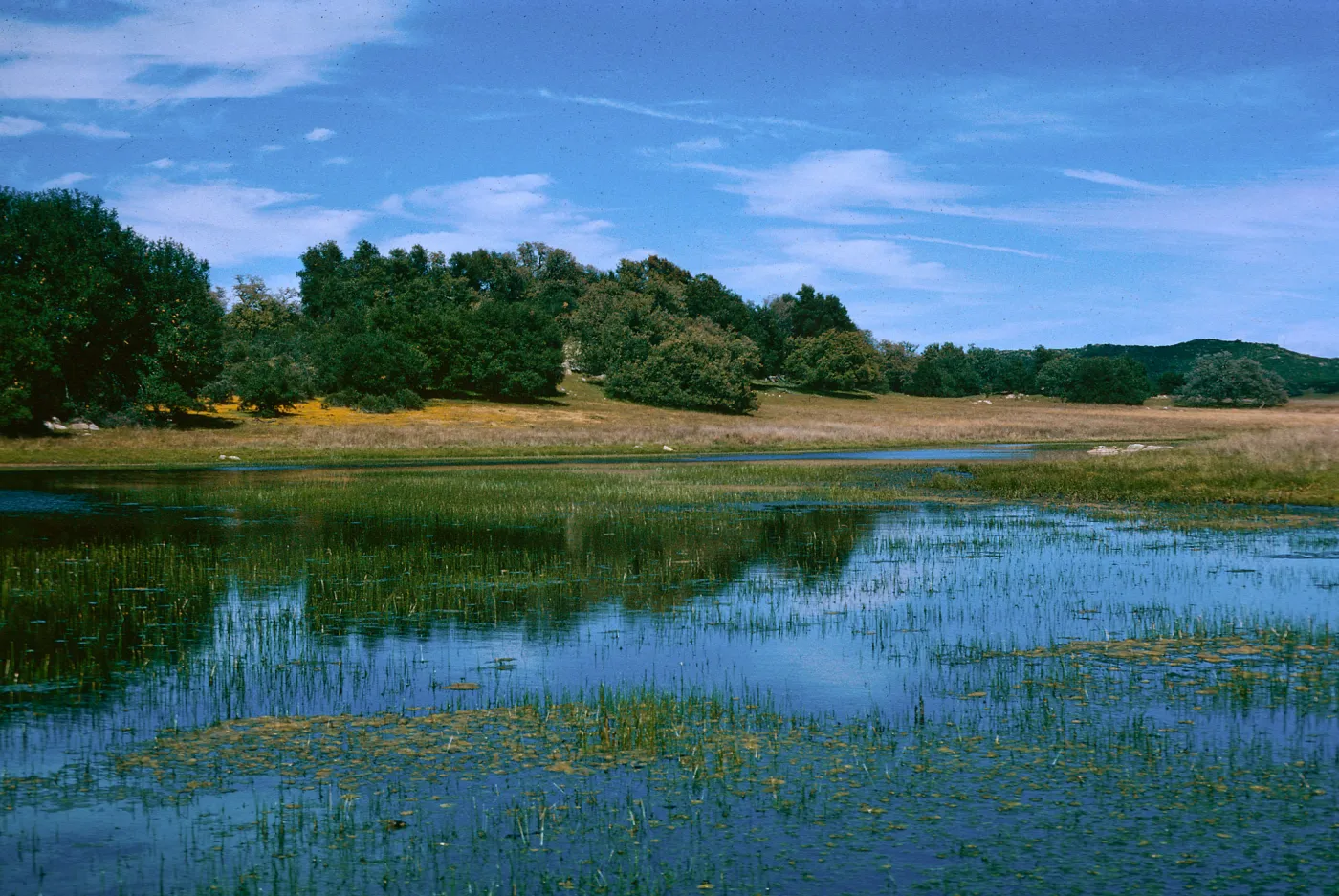 vernal pool, Colorado Mesa