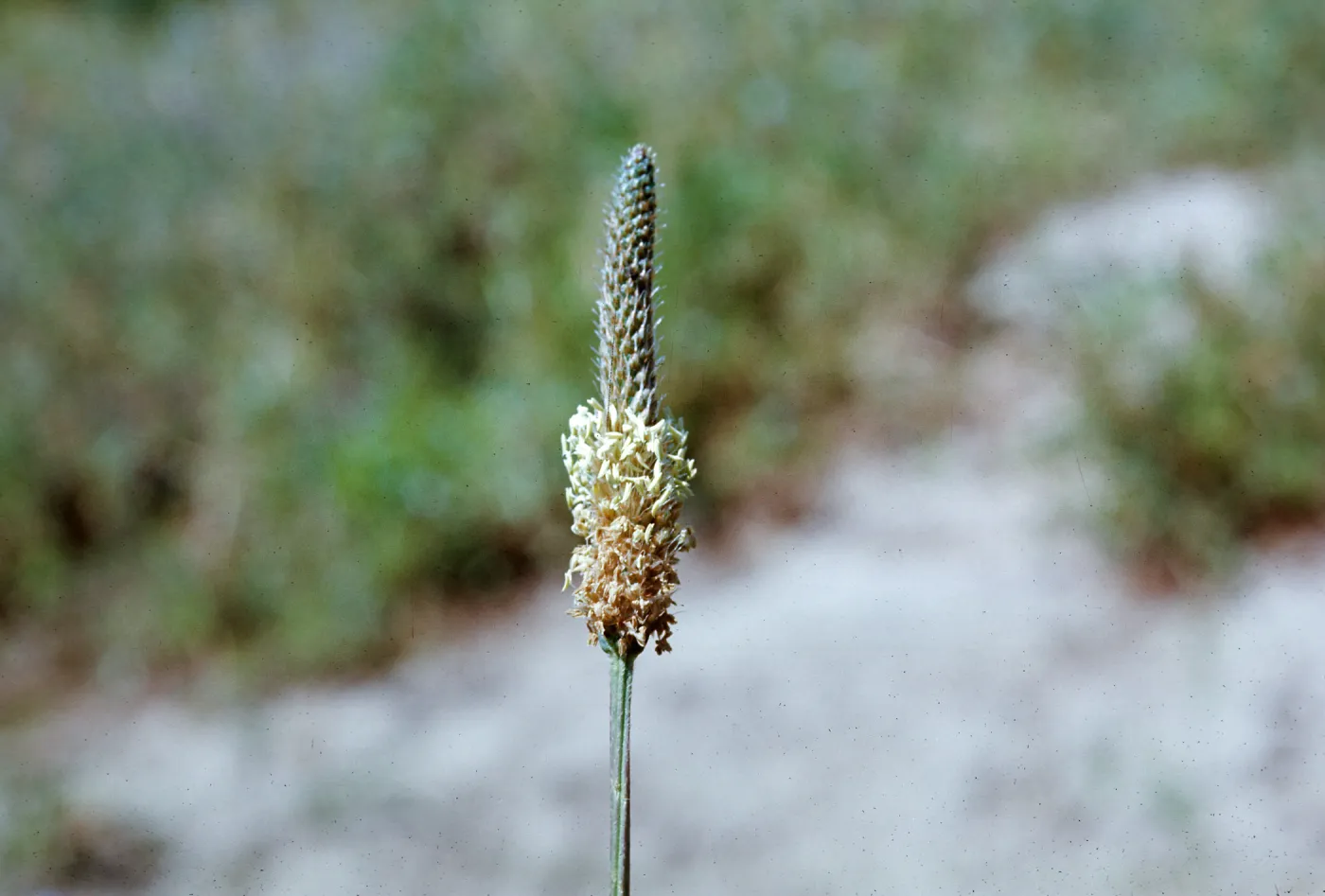 Plantago