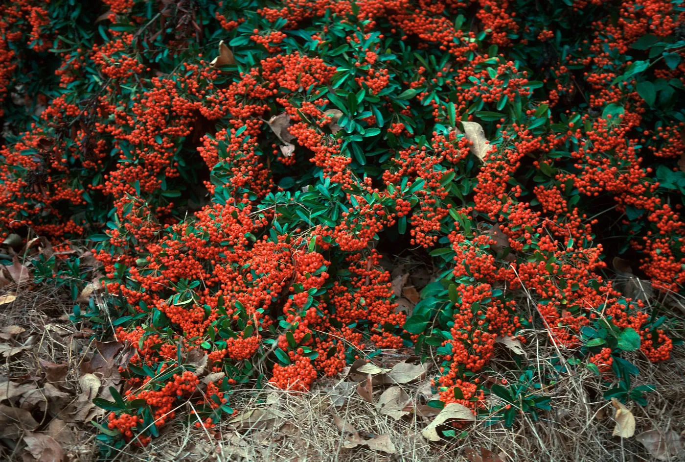 Pyracantha