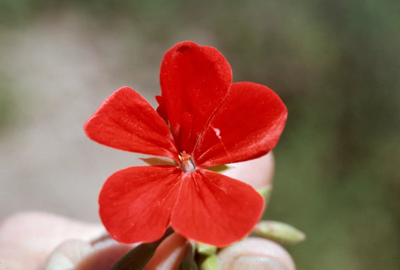 Pelargonium hortorum