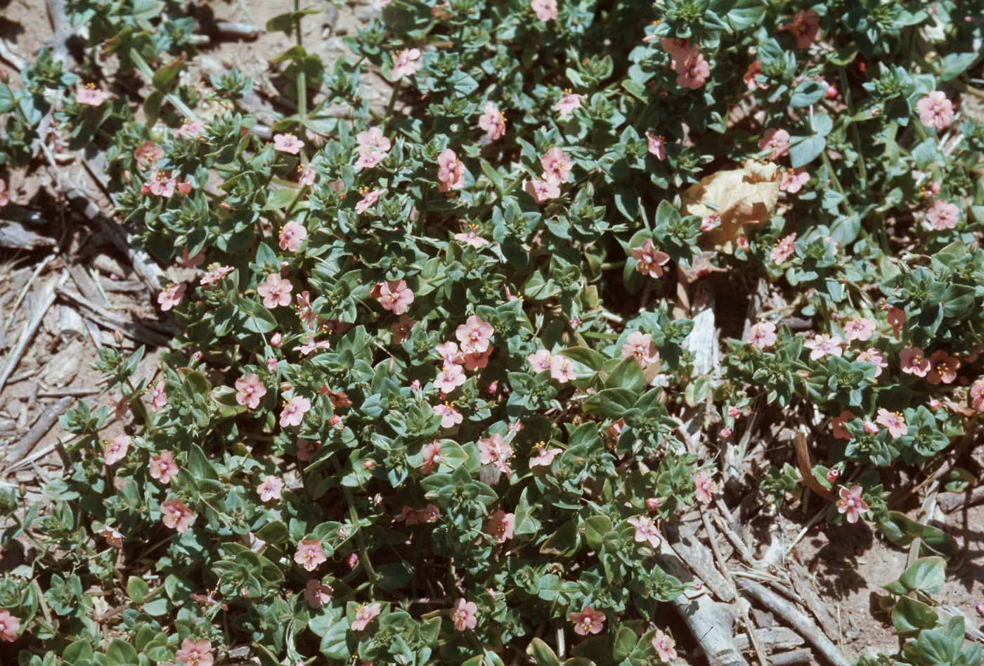 Pimpernel