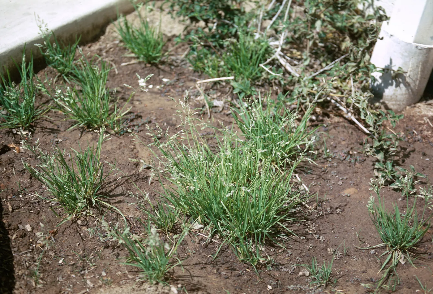 Poa annua