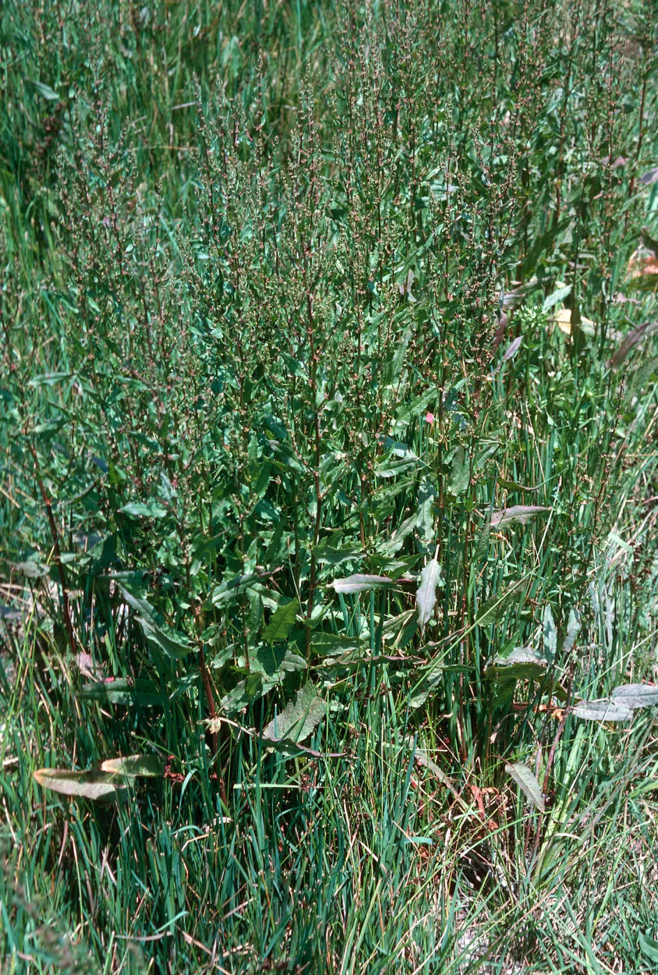 Rumex conglomeratus, Las Flores