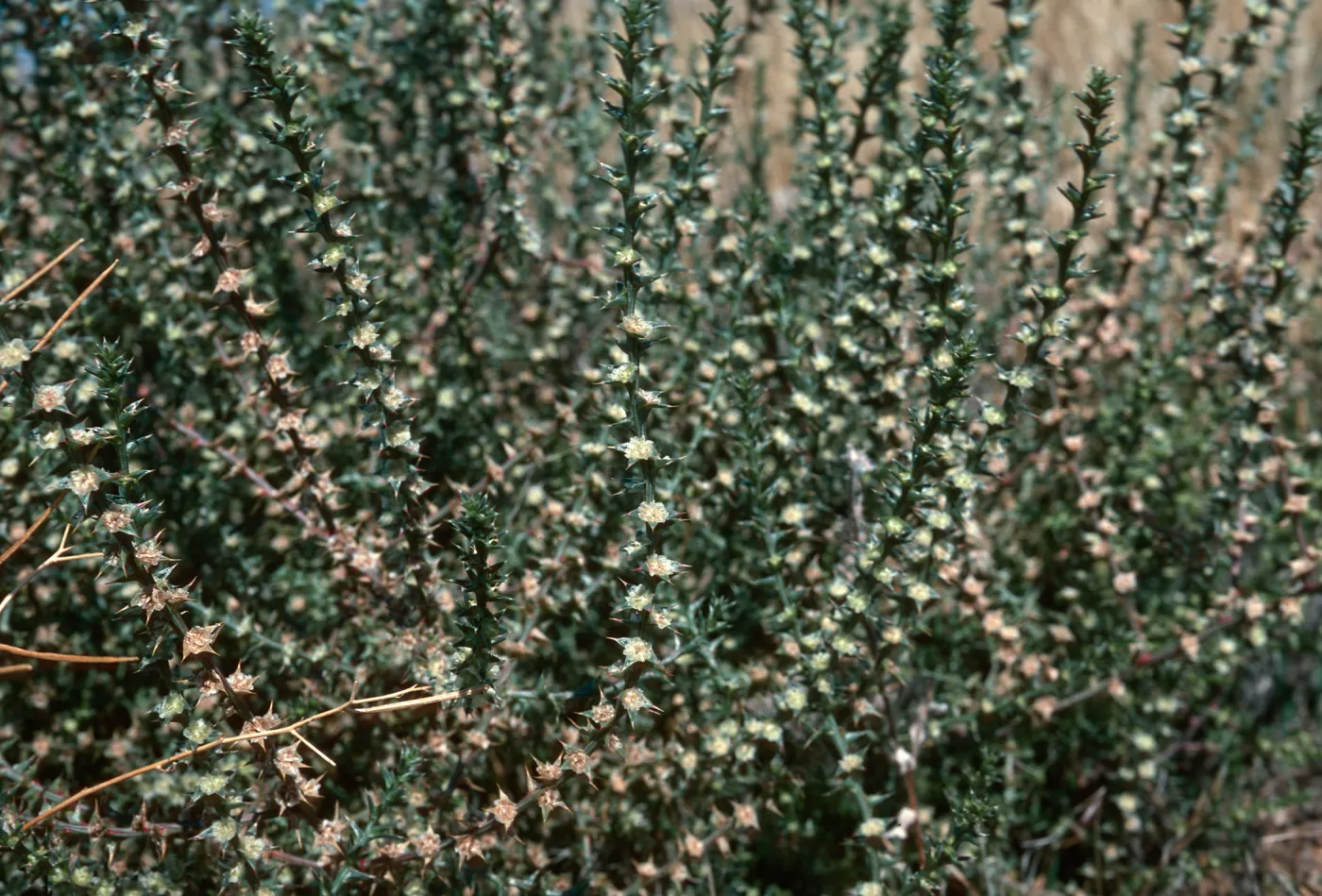 Salsola paulsenii, Mt. Abel Road