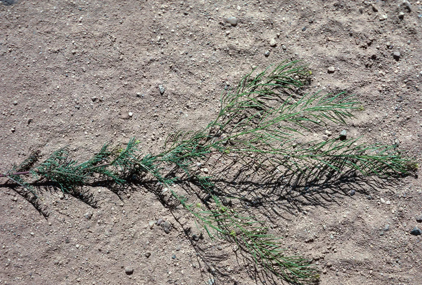 Sisymbrium, Ballinger