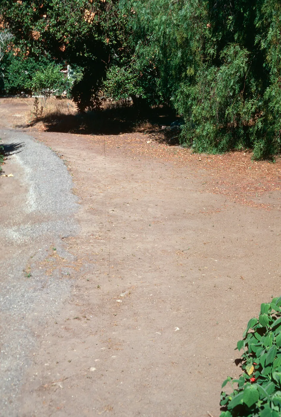 Spergularia, Santa Barbara Museum
