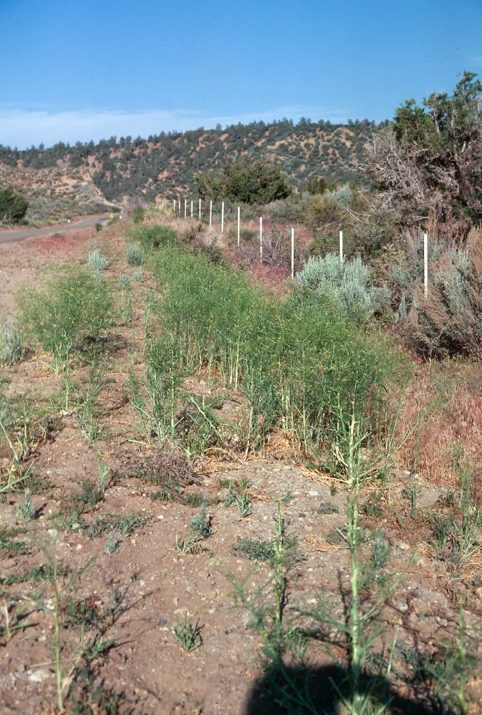 Sisymbrium, UCV above Ozena