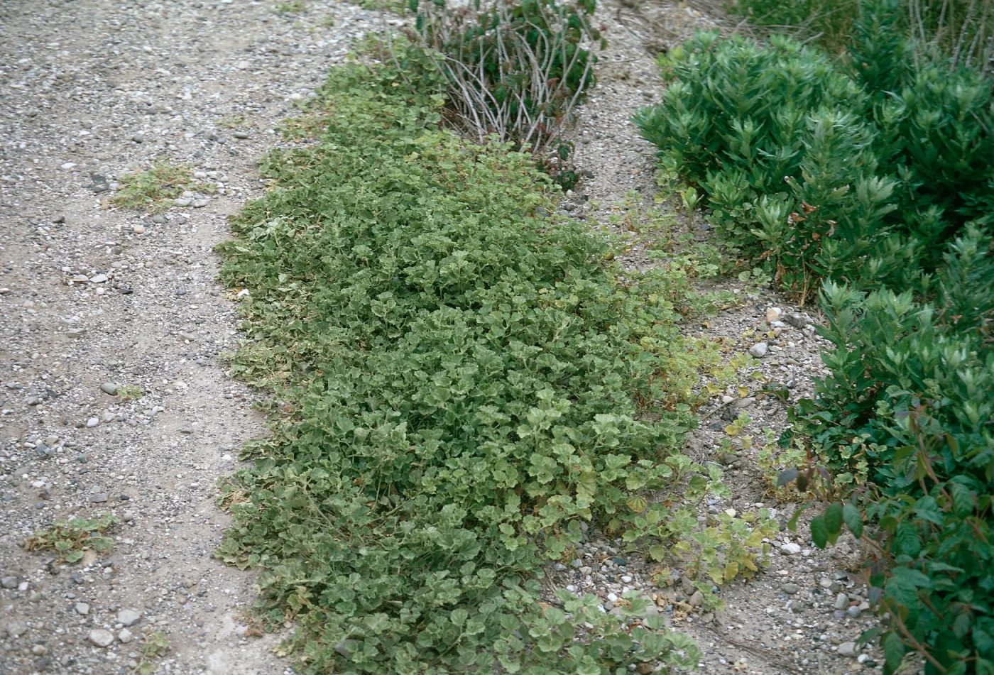 Sidalcea