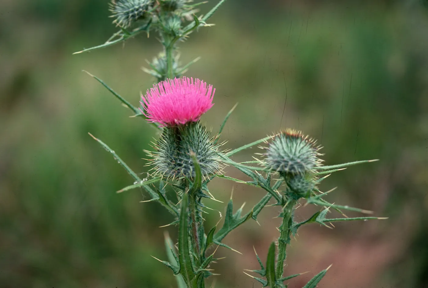 Bull Thistle