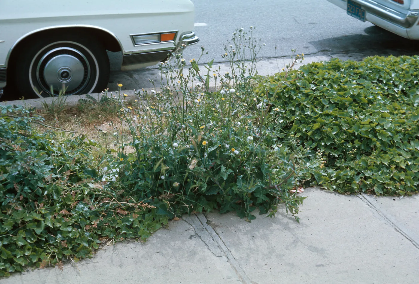 Sonchus