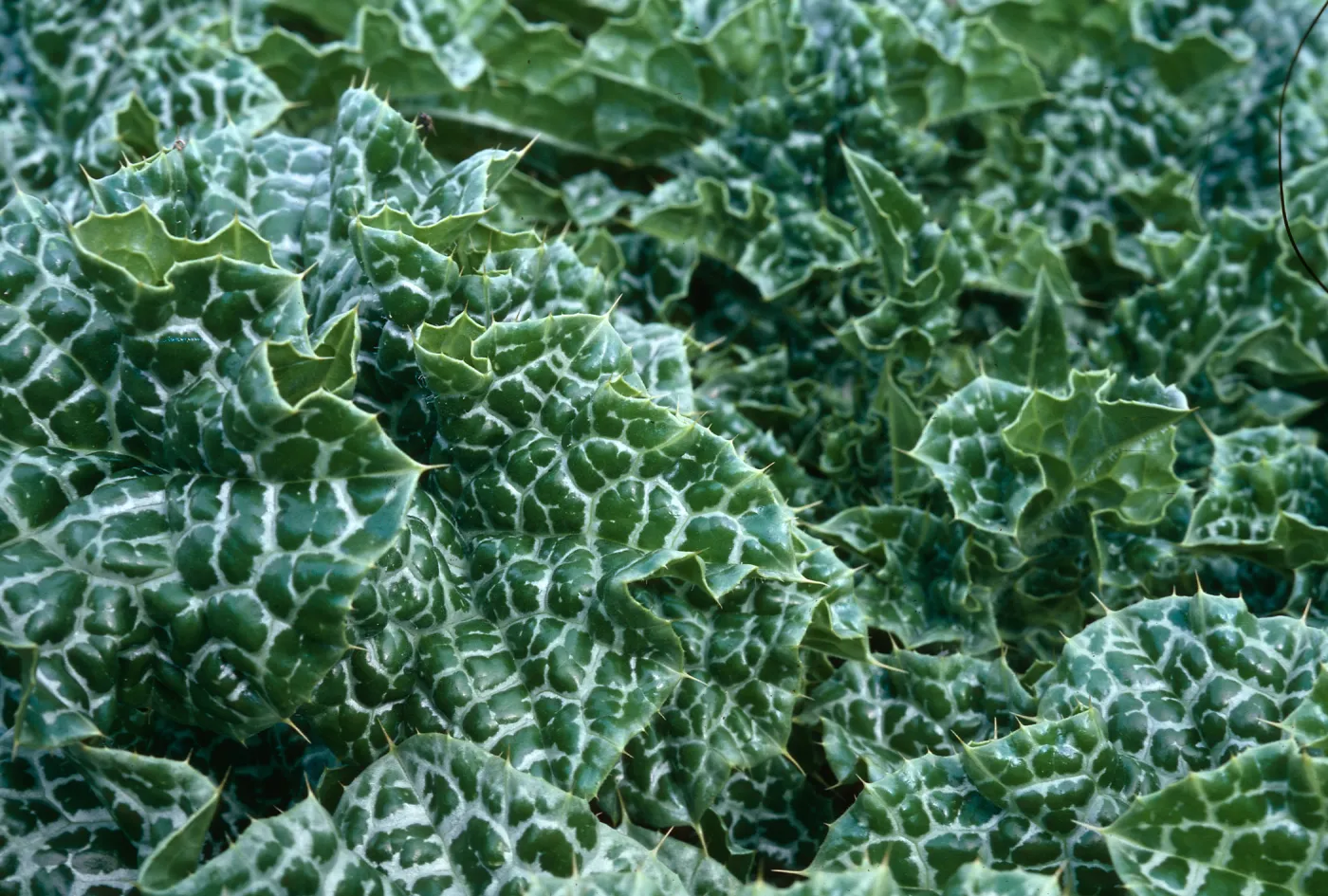 Milk Thistle