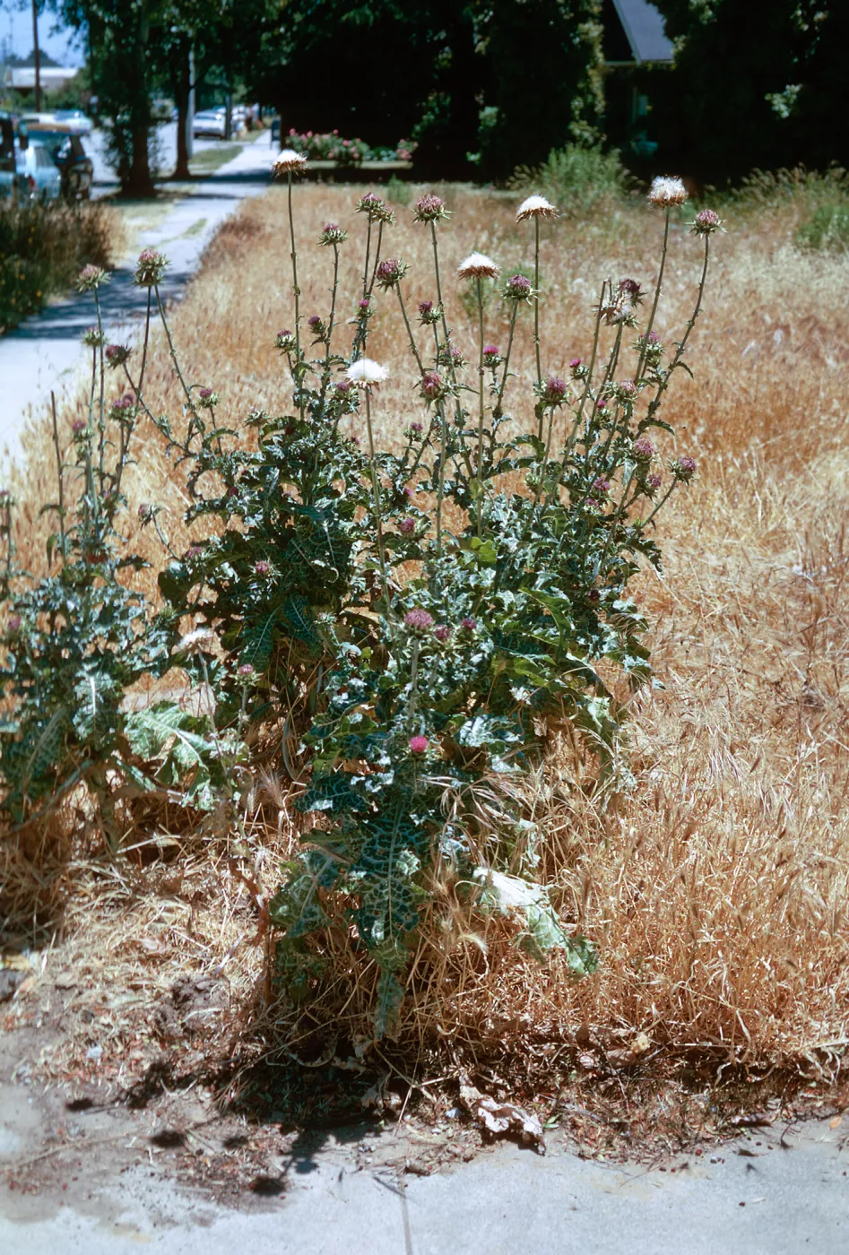 Milk Thistle, Carduus