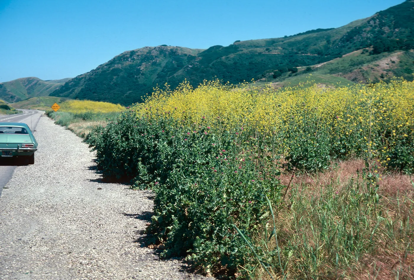 mustard, Milk Thistle, S. Julian