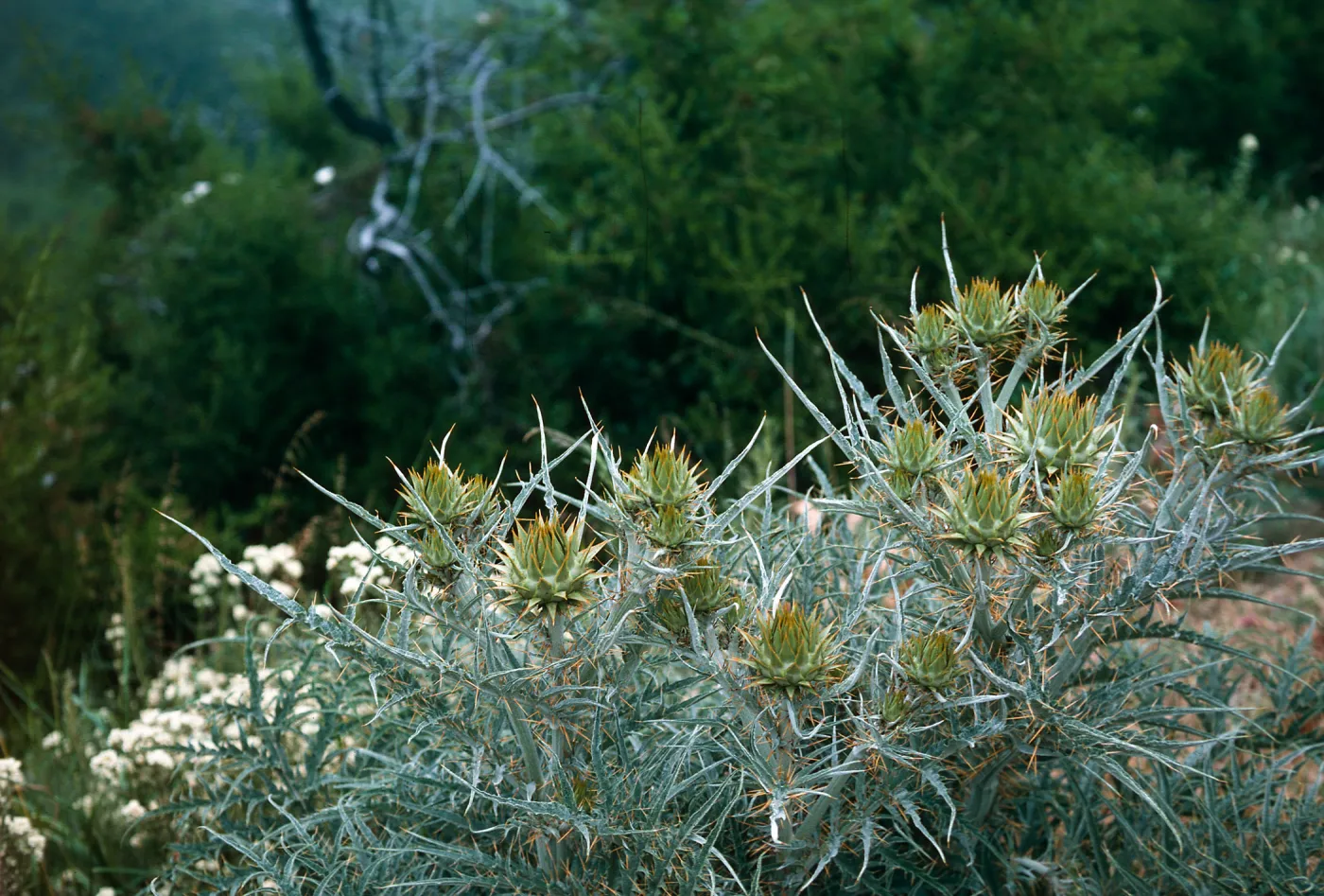 Artichoke Thistle, Hollister Ranch