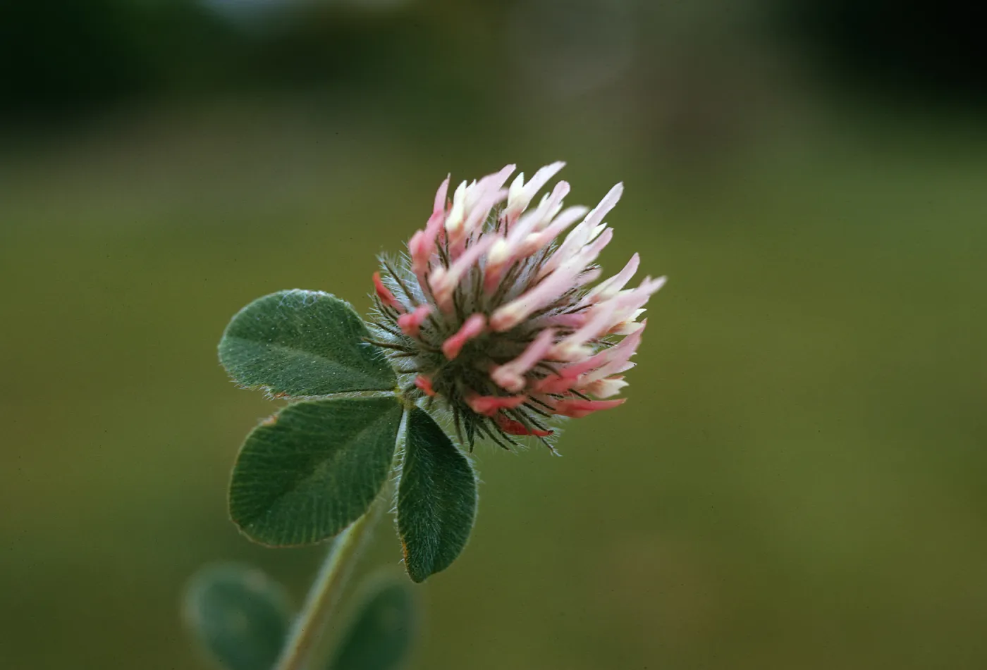 Trifolium