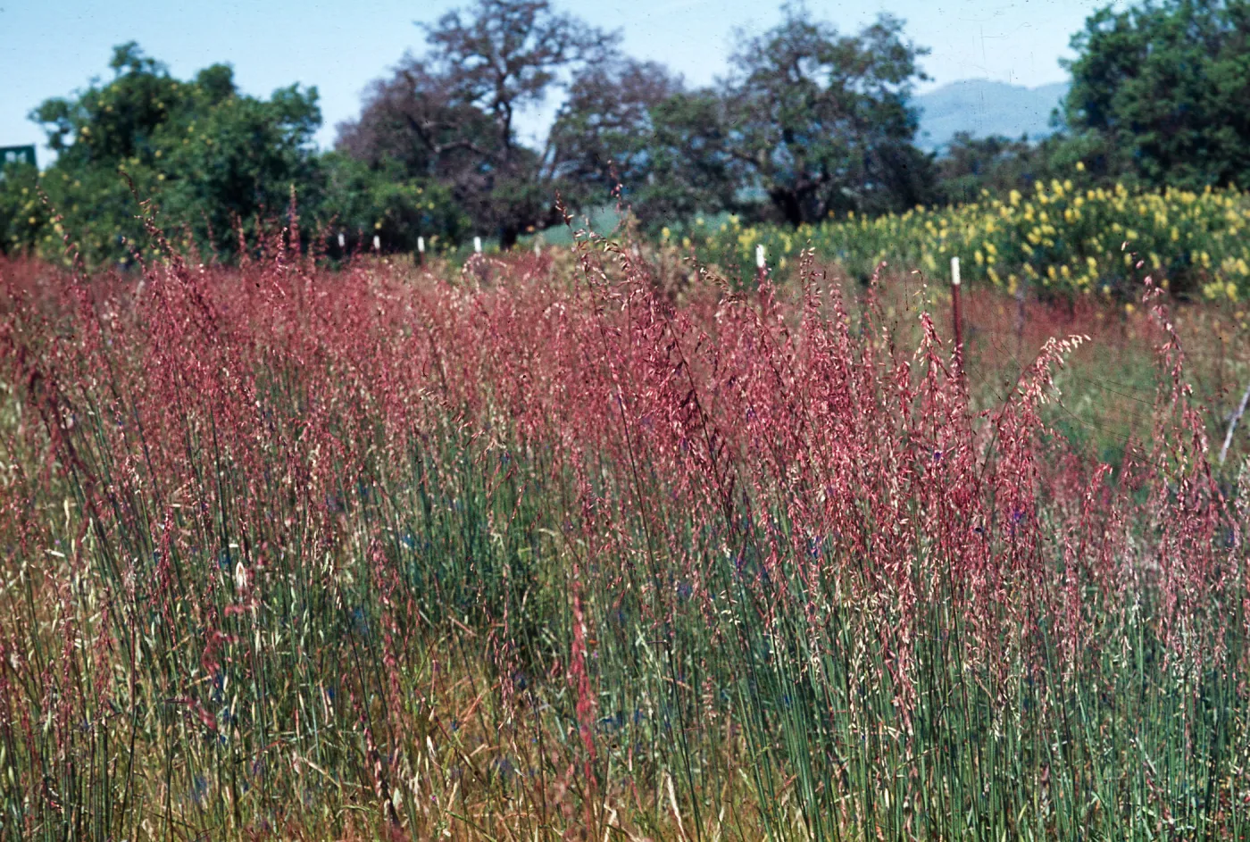 Veldt Grass