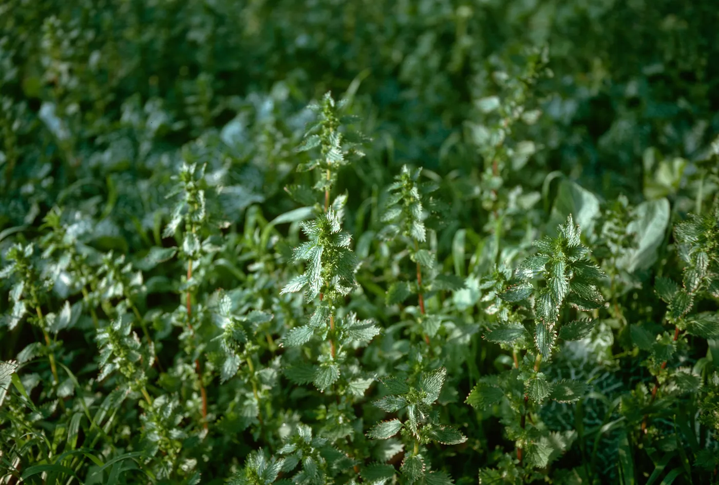 Urtica, Hollister