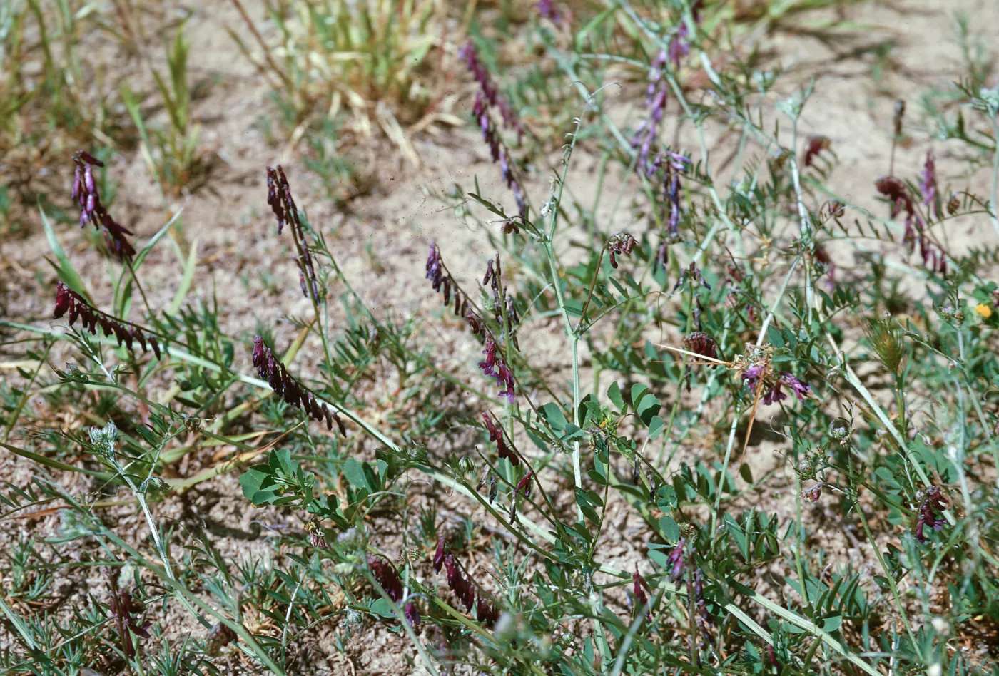 Vicia benghalensis