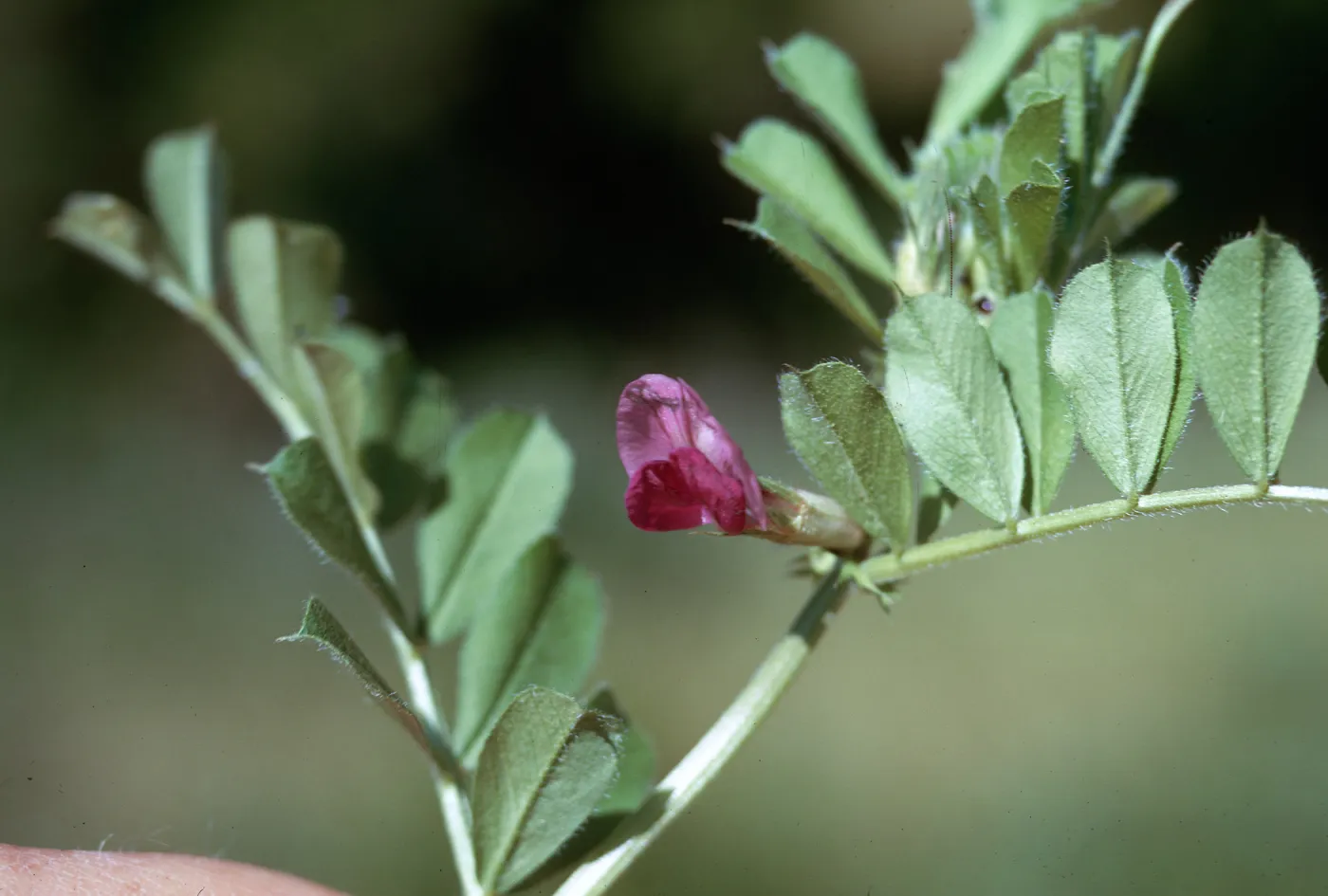 Vicia sativa