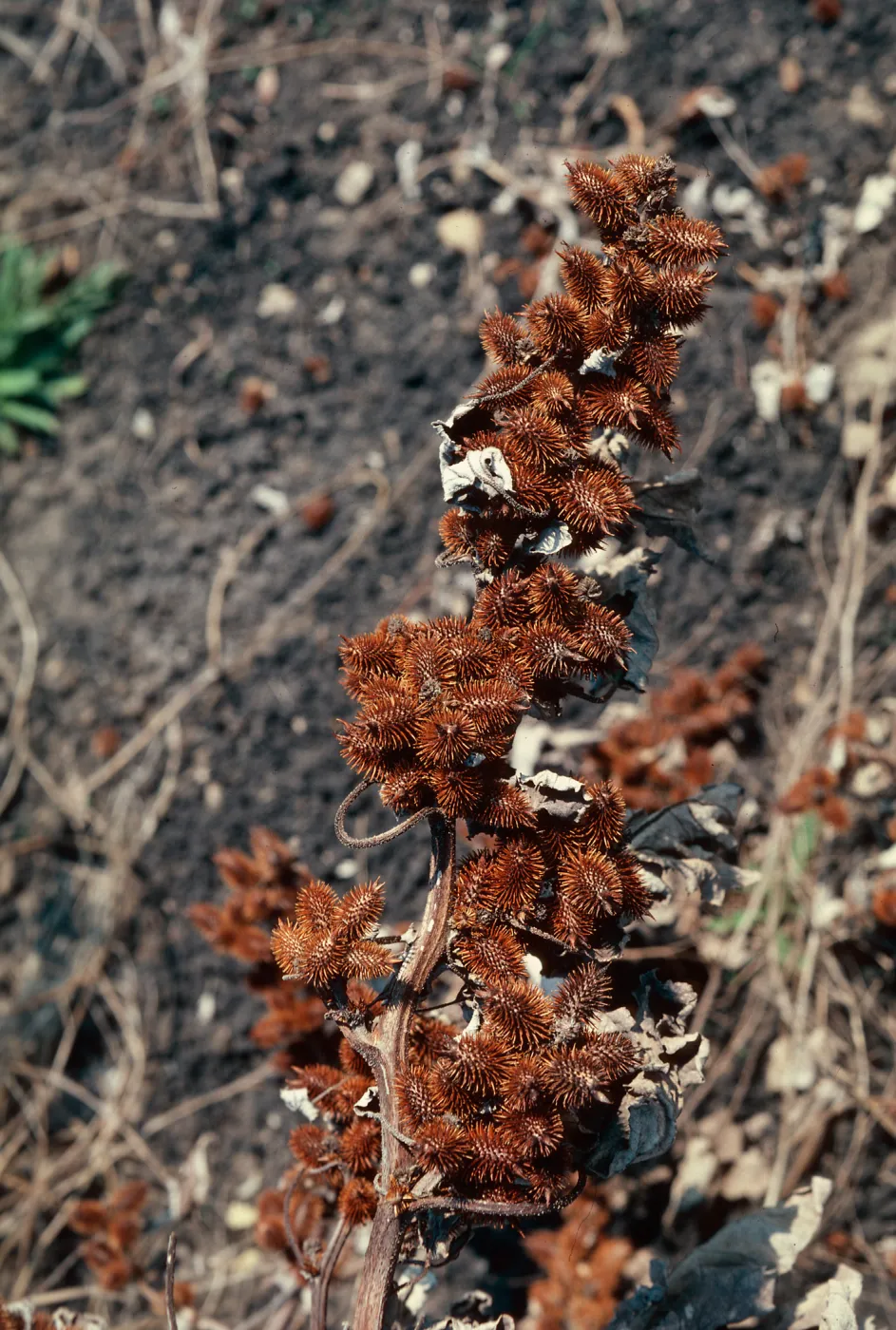 Xanthium fruit, El Capitan