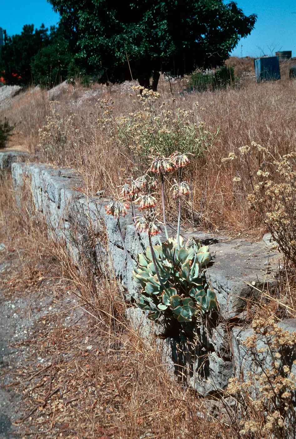 Cotyledon orbiculata, Orcutt