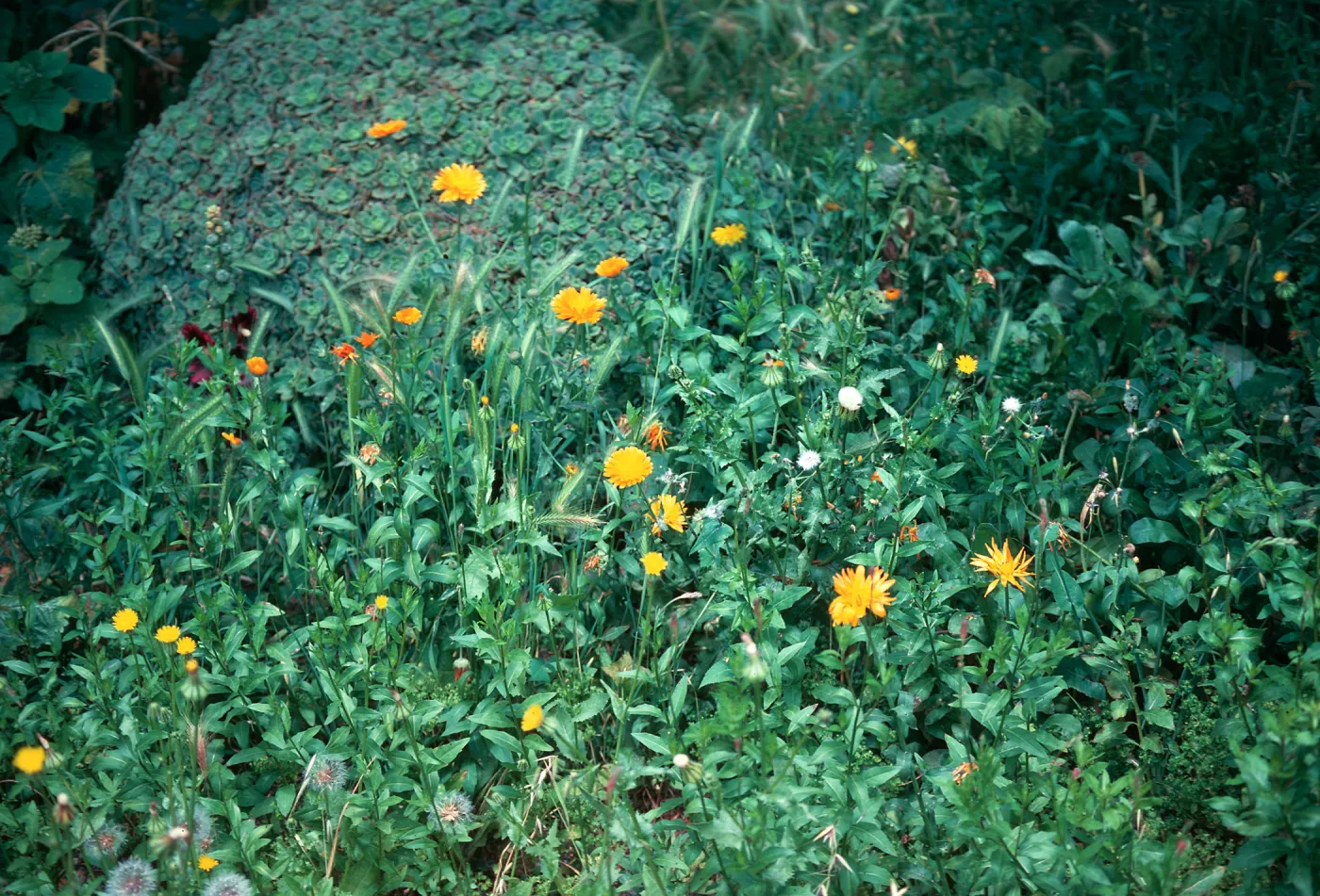 field Calendula