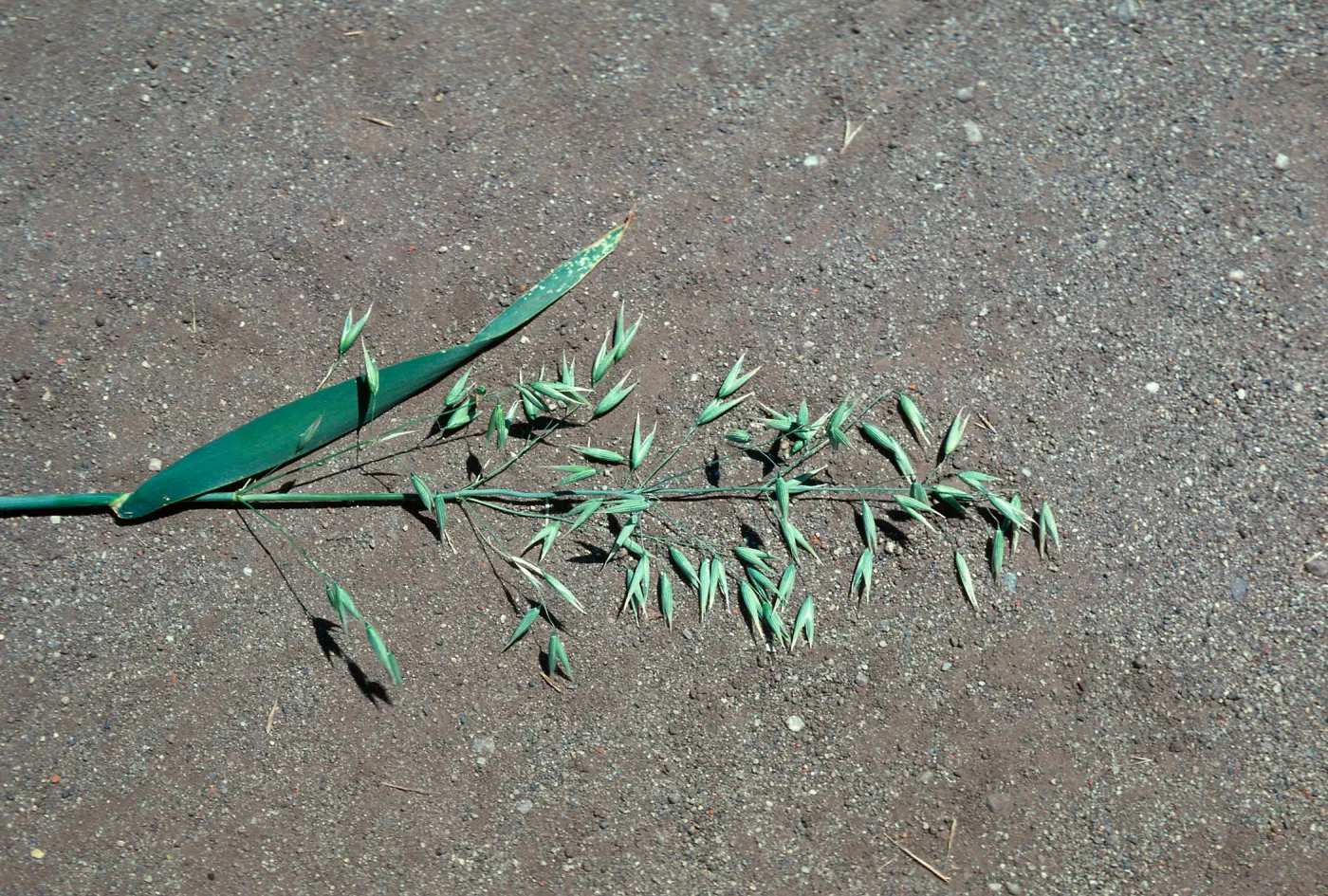 cultivated oat