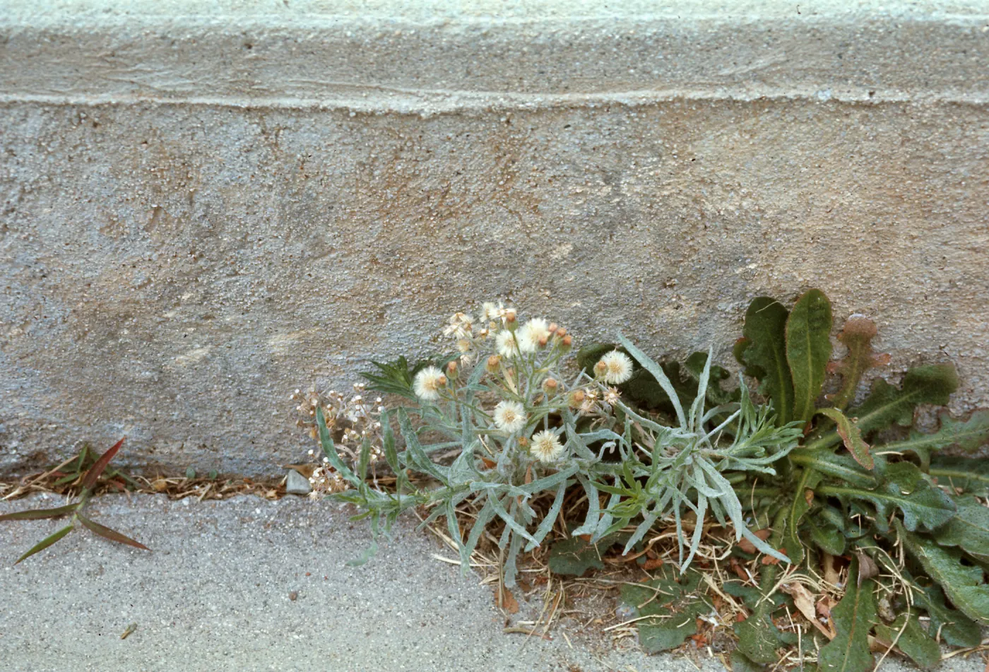 Conyza bonariensis