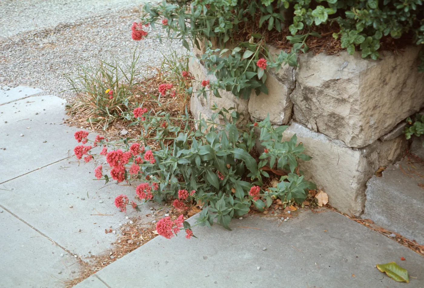Centranthus 